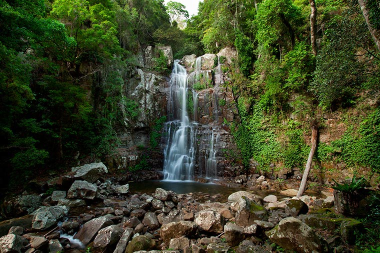 minnamurra-rainforest